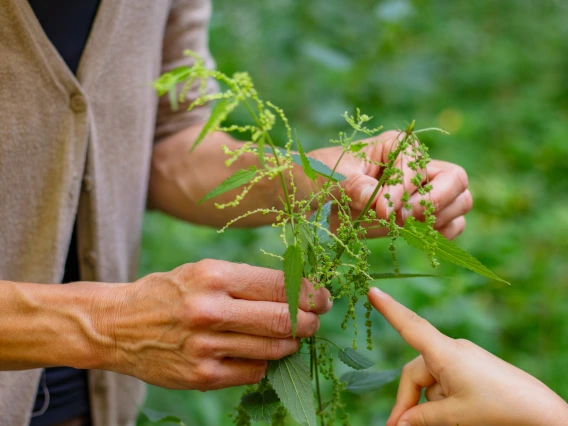 Young hand points at bunch of plants older hands hold.