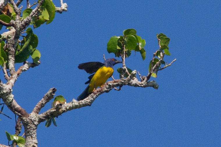A yellow and black bird in a tree against a blue sky.