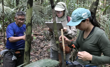 Three people measuring trees in a rainforest.