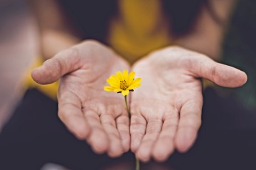Hands holding a yellow flower.