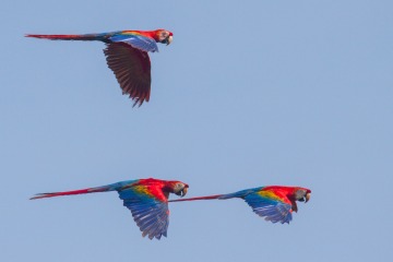 Three macaws, red, yellow, and blue birds, in flight against a blue sky.
