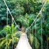 A bridge of knotted ropes and wooden slats spans a verdant green rainforest.